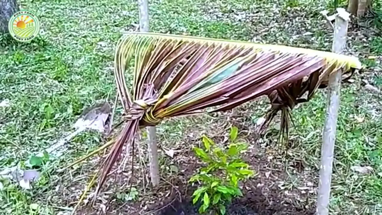 چگونه اندونزیایی ها صدها کیلو گیاه دارویی میخک صدپر را برداشت می کنند؟