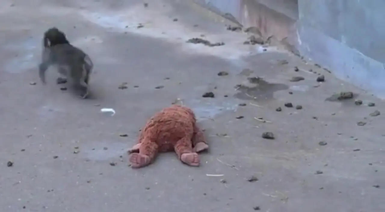 وقتی مادر واقعی رفت، مادر عروسکی آمد! فیلمی که میلیونها نفر را گریاند