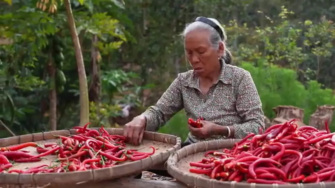 ببینید| غذای روستایی در چین؛ برداشت فلفل تند و پخت غذاهای سنتی با آن 