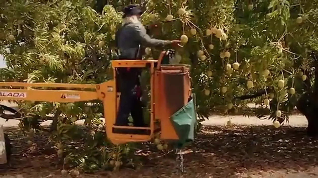 چگونه استرالیایی ها هزاران تن انبه برداشت و فرآوری می کنند؟