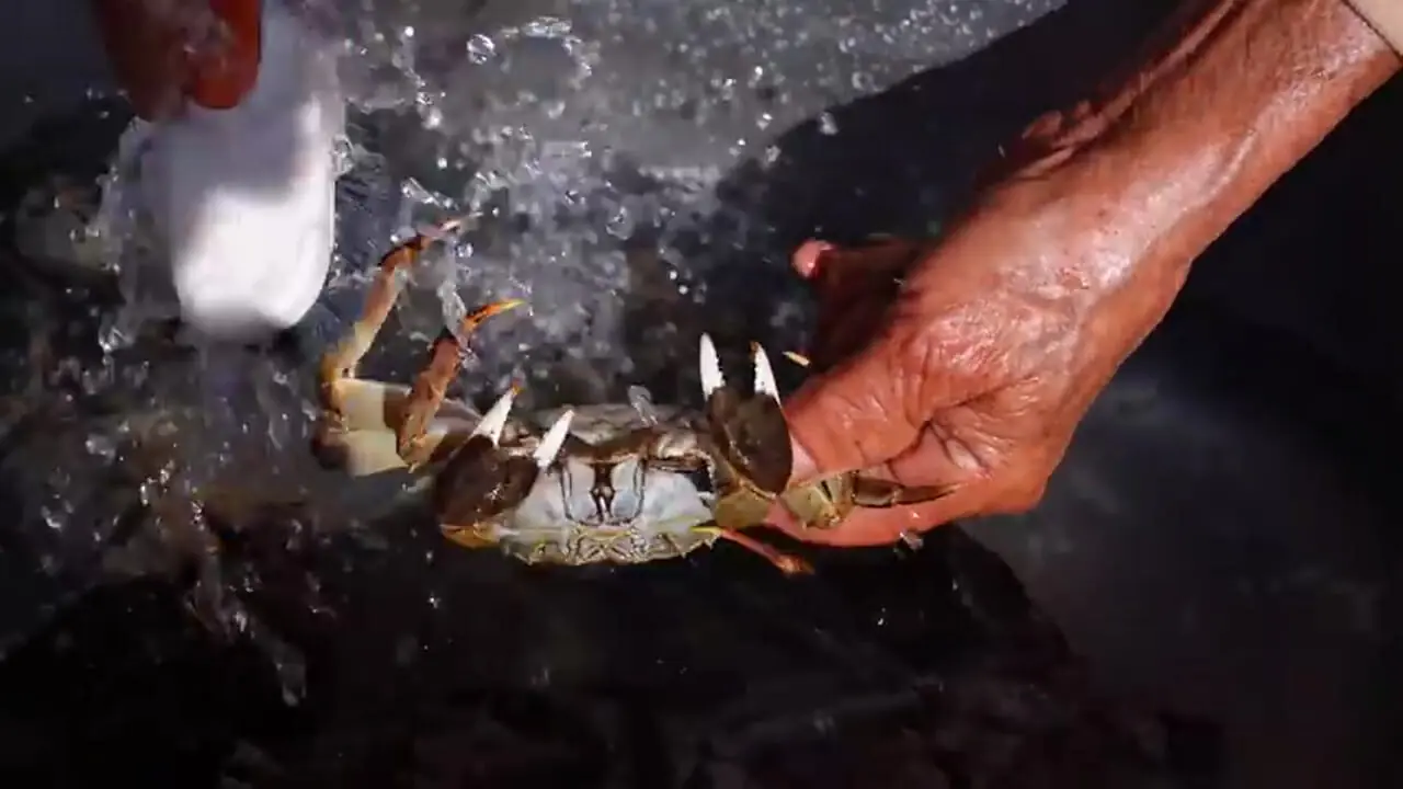 غذای روستایی در چین؛ صید 40 خرچنگ و پخت غذای سنتی با آن