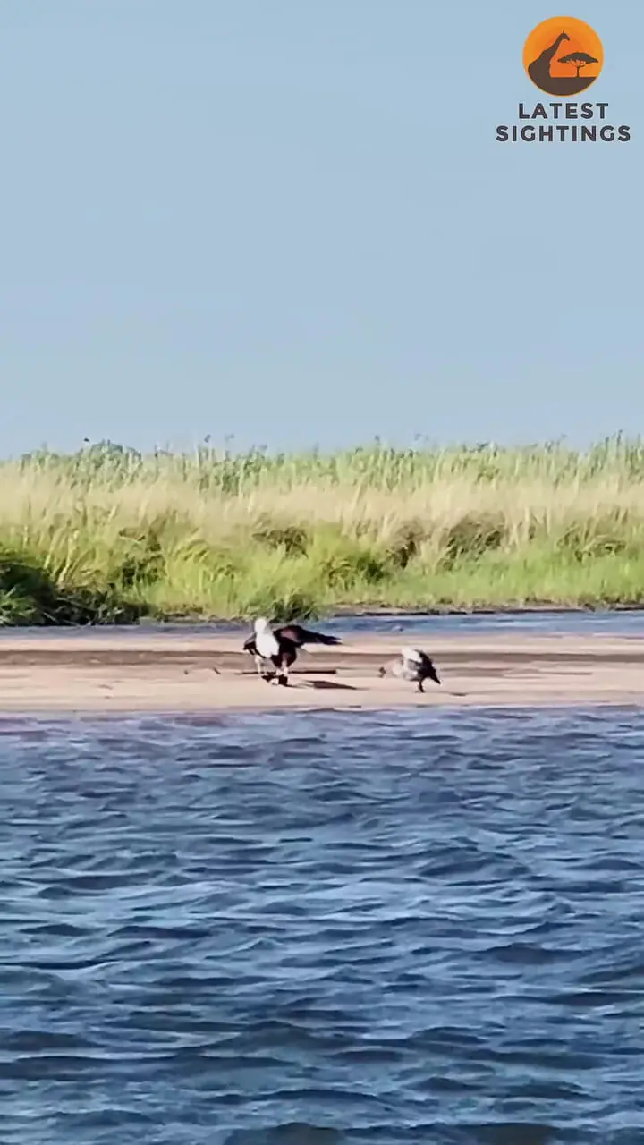 غاز فداکار و شجاع، جوجه اش را از چنگال عقاب نجات داد!