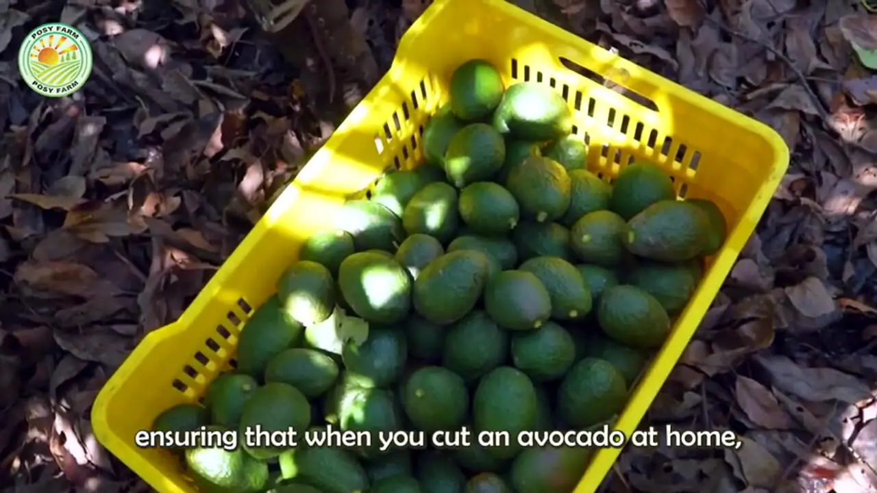 چگونه آمریکایی ها صدها تن آووکادو را برداشت و فرآوری می کنند؟