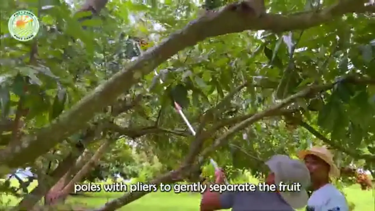 چگونه کشاورزان تایلندی صدها تن لونگان را برداشت می کنند؟