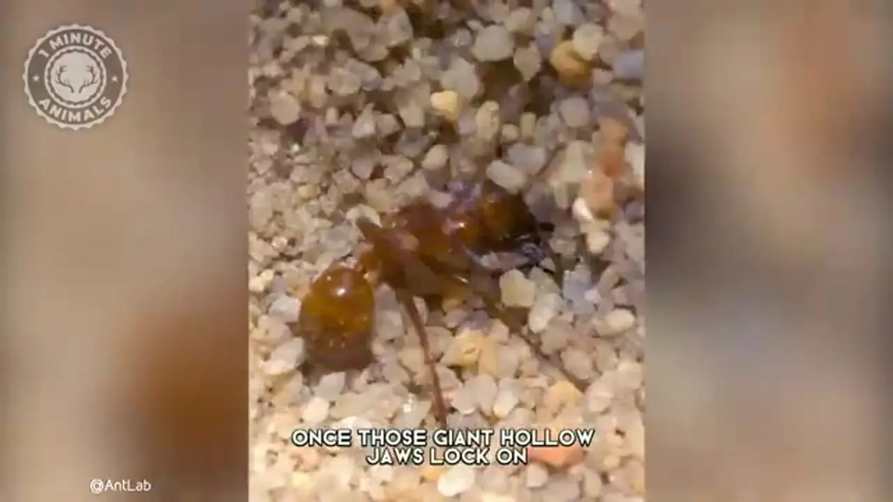 مورچه گیر؛ حشره شگفت انگیزی که تله می سازد!