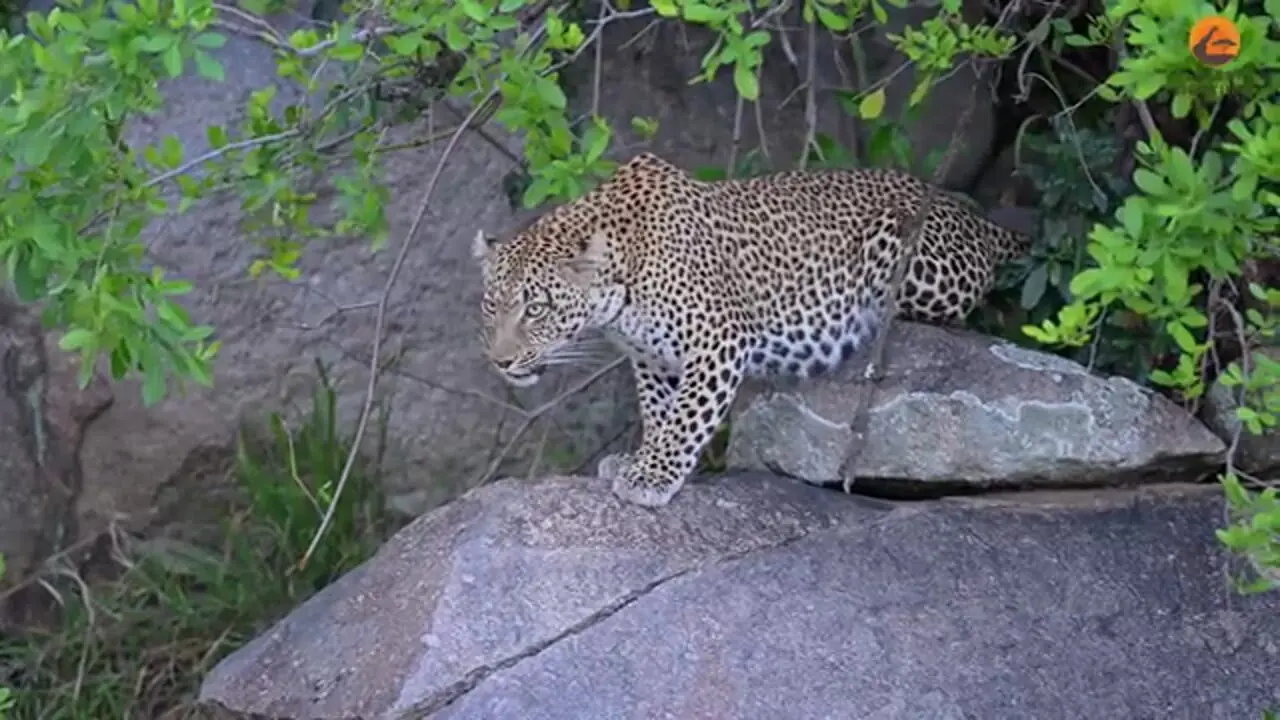 ببینید| نبرد شجاعانه پلنگ ماده با شیر برای محافظت از توله هایش