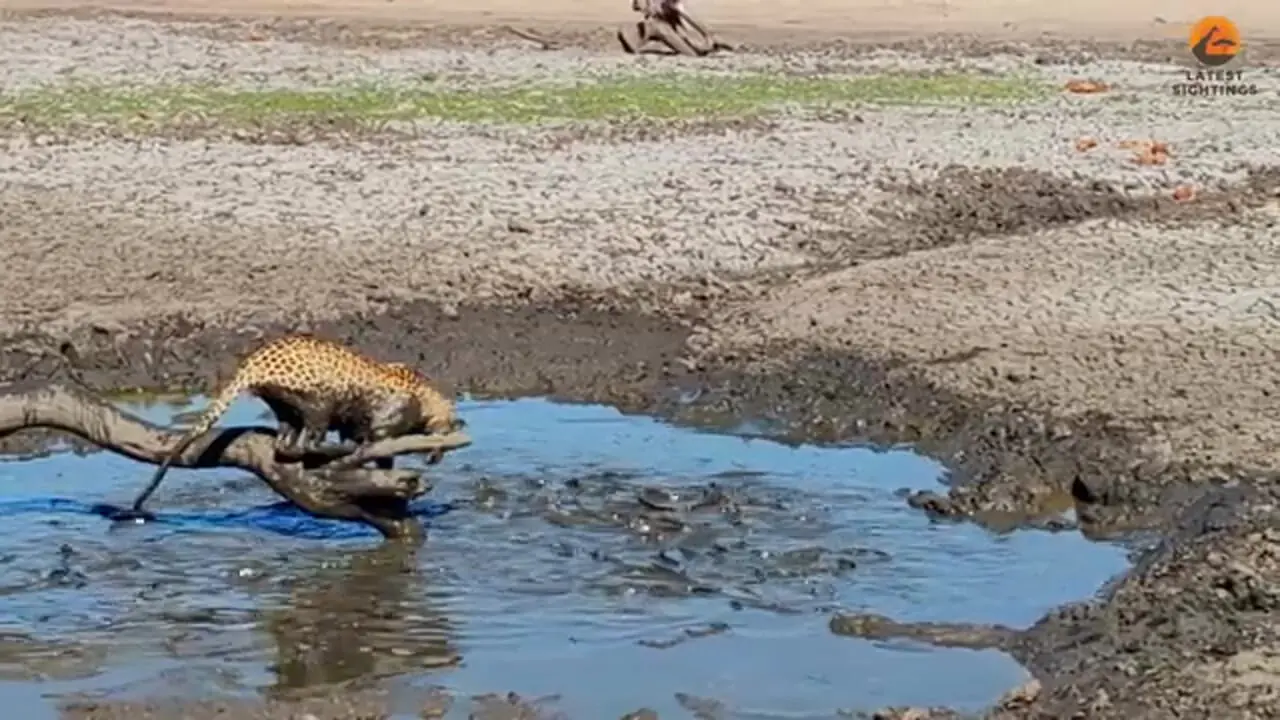 وقتی پلنگ از آب گل آلود ماهی می گیرد!