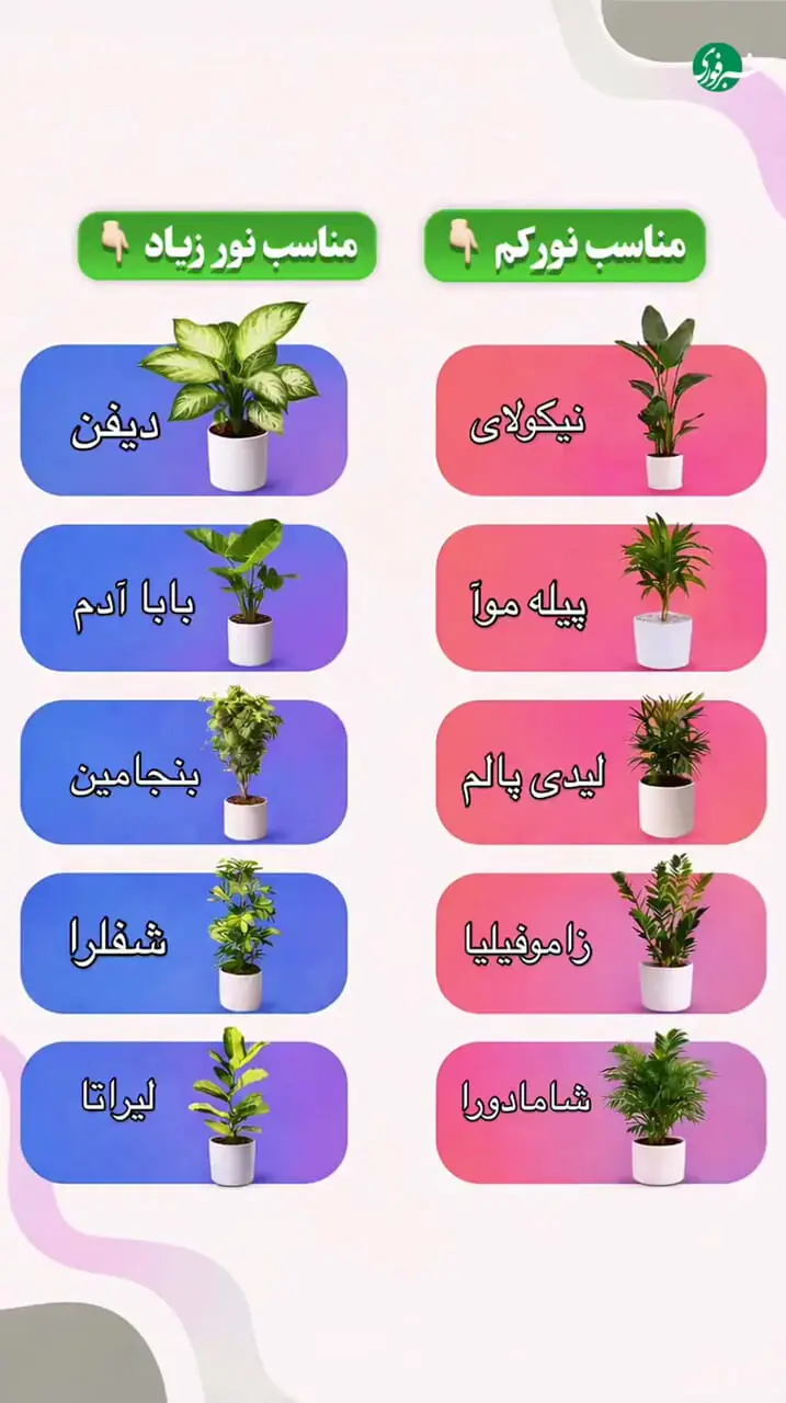 پنج گیاه آپارتمانی برای خانه‌های کم‌نور؛ پنج گیاه برای غرق نور