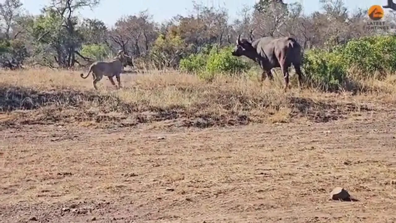 حمله بوفالوی عصبانی به خودروی گردشگران برای فرار از دست شیرها و کفتارها