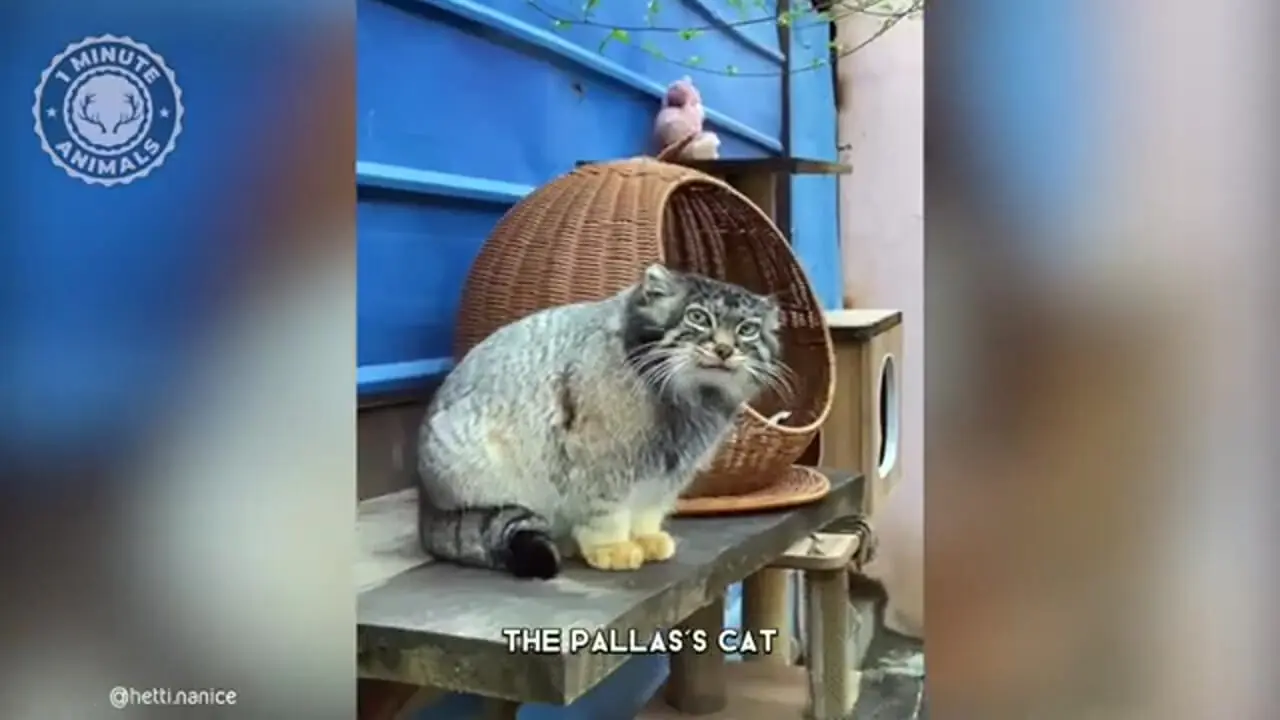 گربه پالاس؛ عصبانی ترین گربه وحشی جهان!