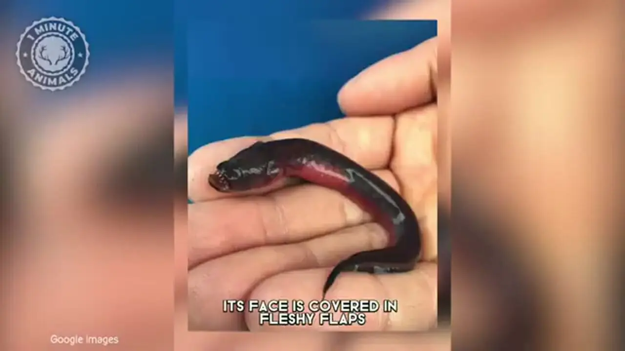 مارماهی گابی؛ یک موجود عجیب و بیگانه در دل دریا!