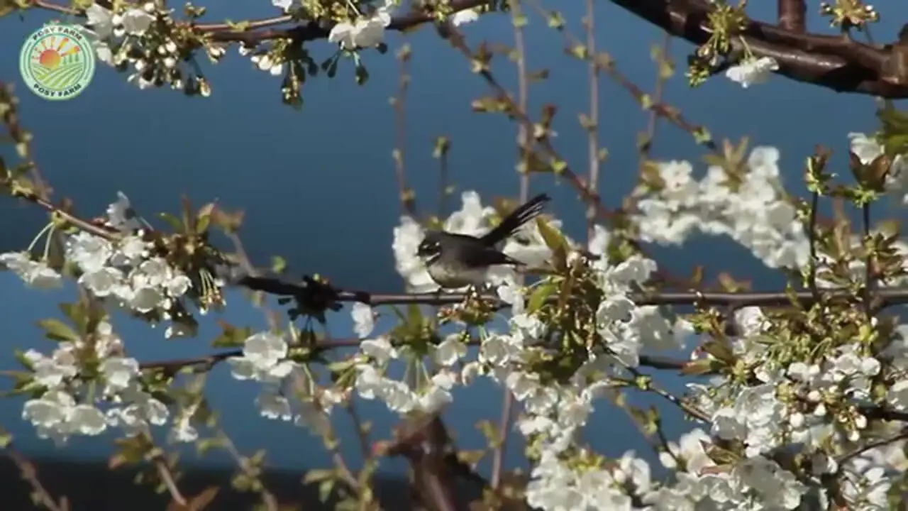 چگونه صدها تن گیلاس از باغات آمریکا برداشت می شود؟