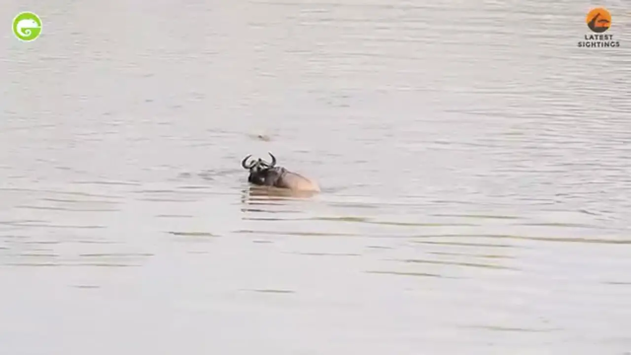 نجات معجزه آسای یک کل یالدار از دست 3 کروکودیل گرسنه