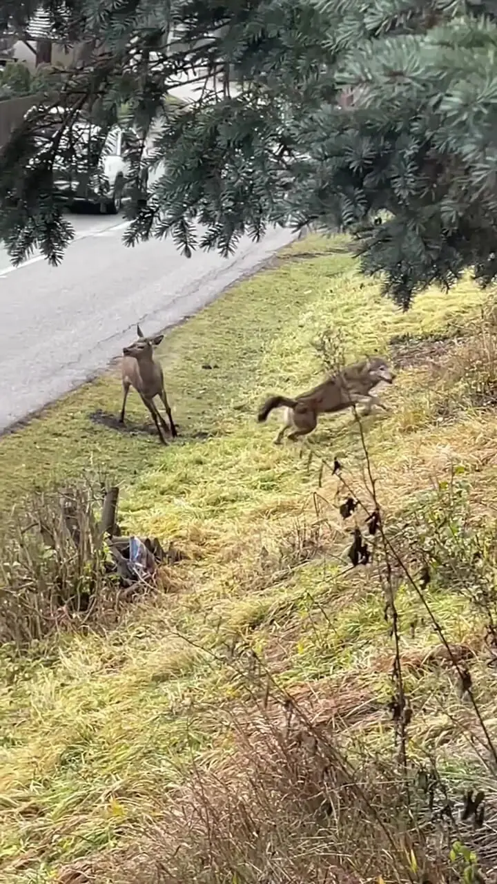 تلاش ناکام گرگ اوراسیایی برای شکار گوزن