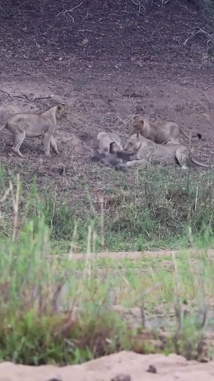 بابون نگون‌بخت در دام مرگبار شیرها افتاد