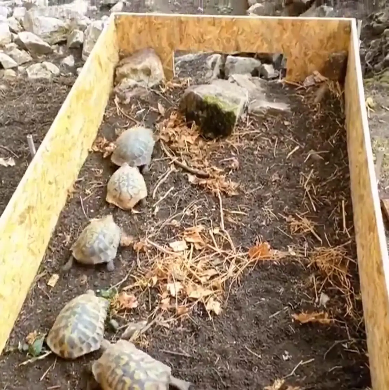 خودکشی دسته‌جمعی لاک‌پشت‌ها را در این ویدیو ببینید!