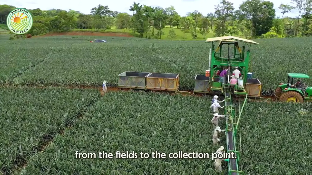 چگونه مالزیایی ها میلیون ها آناناس را برداشت و فرآوری می کنند؟