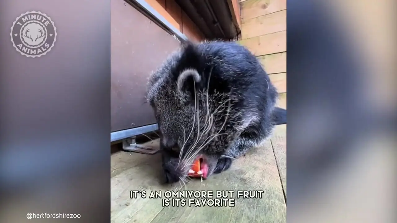 خرس گربه؛ موجود بامزه ای که شبیه خرس، گربه و راکون است و بوی پاپ کورن می دهد!