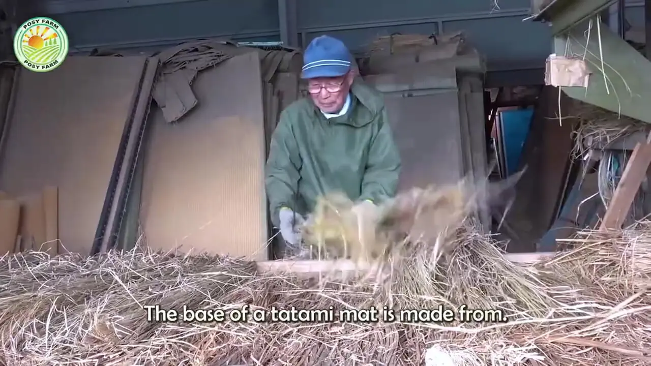 مراحل کاشت و برداشت گیاه ایگوسا و تولید تشک های سنتی با آن در ژاپن