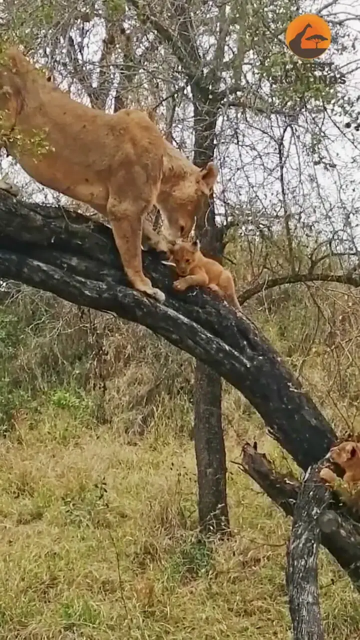 ببینید| مستند حیات وحش؛ وقتی ماده شیر به توله هایش آموزش بالا رفتن از درخت می دهد!