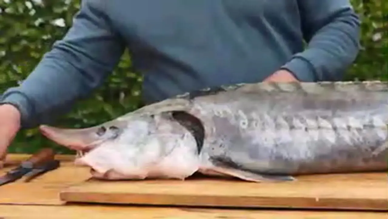 ببینید| غذای روستایی در آذربایجان؛ ساخت تنور و پخت یک ماهی خاویاری در آن