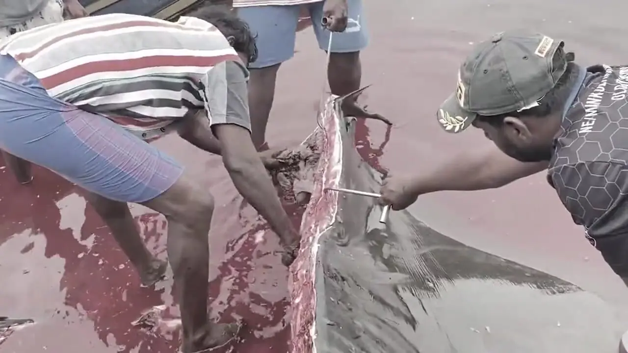 صید سفره ماهی غول پیکر 500 کیلوگرمی و برش زدن آن در سریلانکا