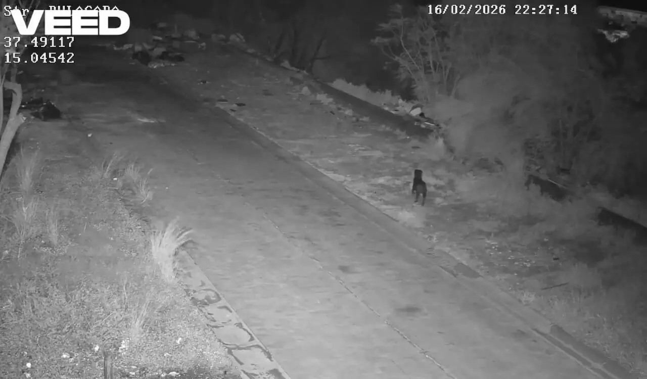 سوءاستفاده عجیب از سگ