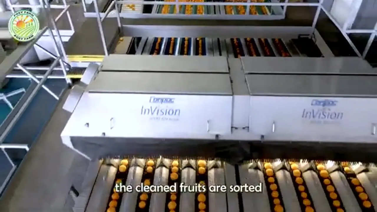 چگونه کشاورزان آمریکایی میلیون ها تن مرکبات را برداشت می کنند؟