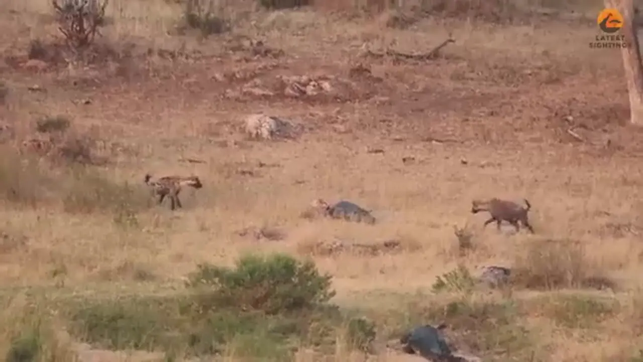 ببینید| درگیری کفتار، پلنگ و کروکودیل بر سر یک ایمپالا!