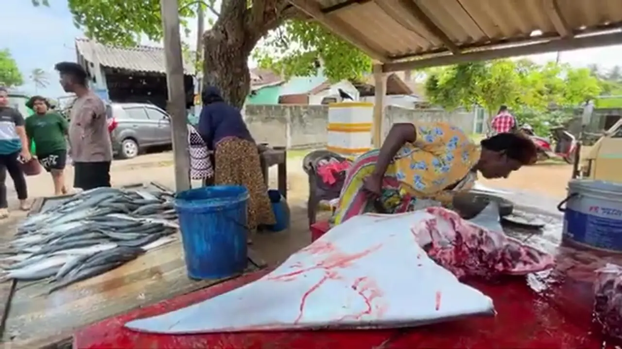 صید ماهی مارلین غول پیکر و سفره ماهی و برش زدن آن ها در سریلانکا