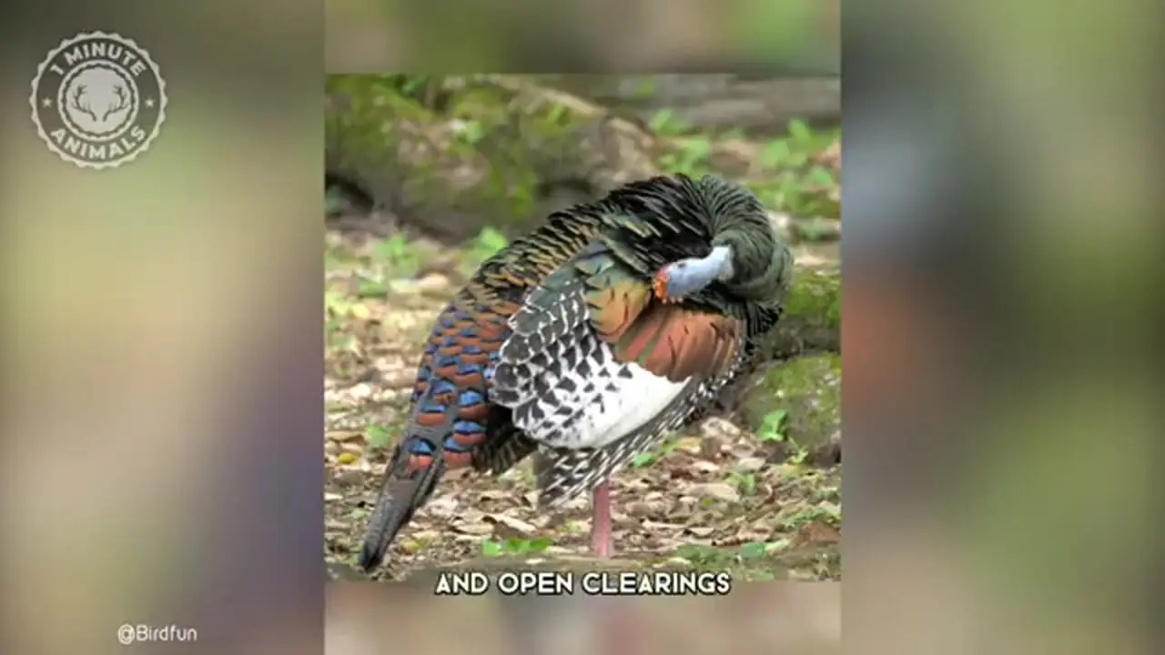 بوقلمون خال چشمی؛ پرنده ای که زیبایی اش شما را شگفت زده می کند!