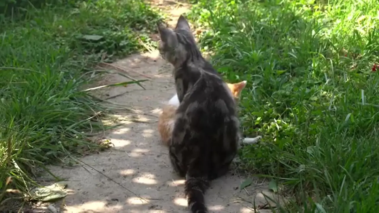 ببینید| غذای روستایی در آذربایجان؛ پخت مرغ شکم پر در روستایی زیبا