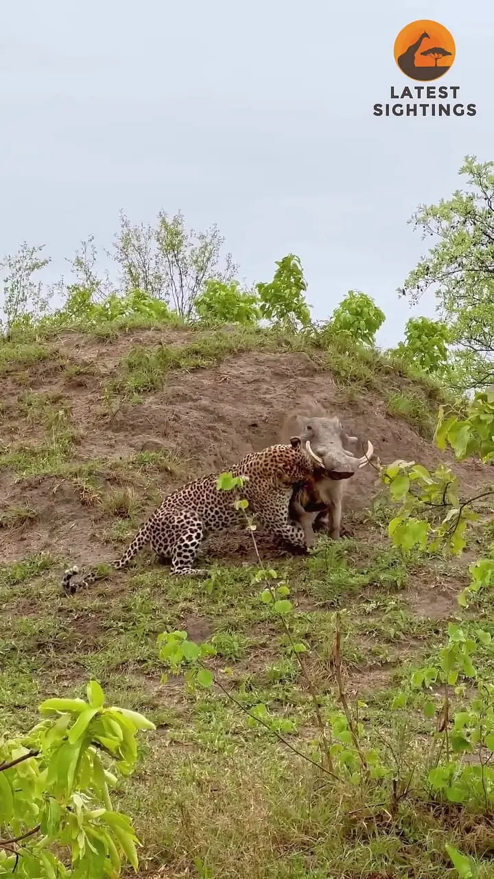 تلاش نفس گیر گزار برای فرار از دست پلنگ گرسنه