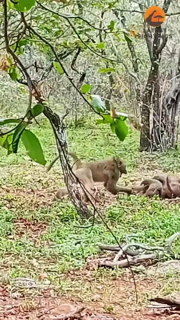 ببینید| بابون خشمگین، خدنگ ها را از دم گرفت و پرتاب کرد!