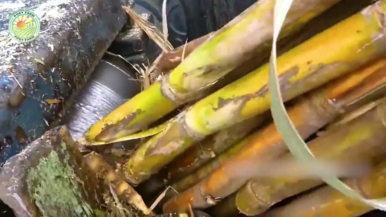 ببینید| مراحل دیدنی برداشت هزاران تن نیشکر و فرآوری آن در آمریکا