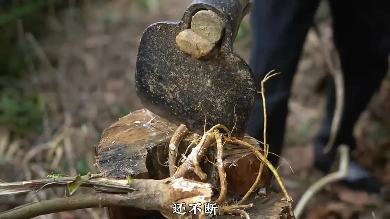 غذای روستایی در چین؛ صید حلزون از رودخانه و پخت غذاهای سنتی با آن