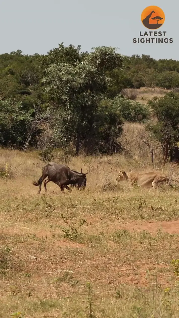 ببینید| بدشانسی «کل یالدار» در مقابل ماده شیر؛ بی هوش شدن ناموقع در برابر شکارچی!