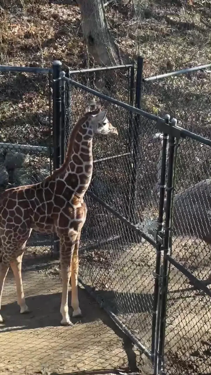 رویارویی زرافه و شترمرغ؛ خیره شدن برای رقیب؟