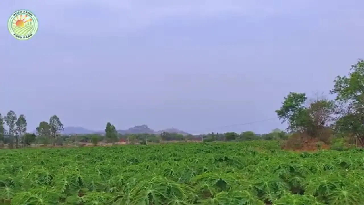 ببینید| مراحل دیدنی برداشت پاپایا در باغ های اندونزی 