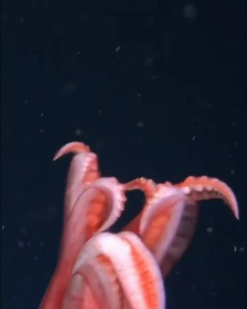 تصاویر شگفت‌انگیز از ماهی مرکب شیشه‌ای در عمق ۱۷۲۹ متری اقیانوس