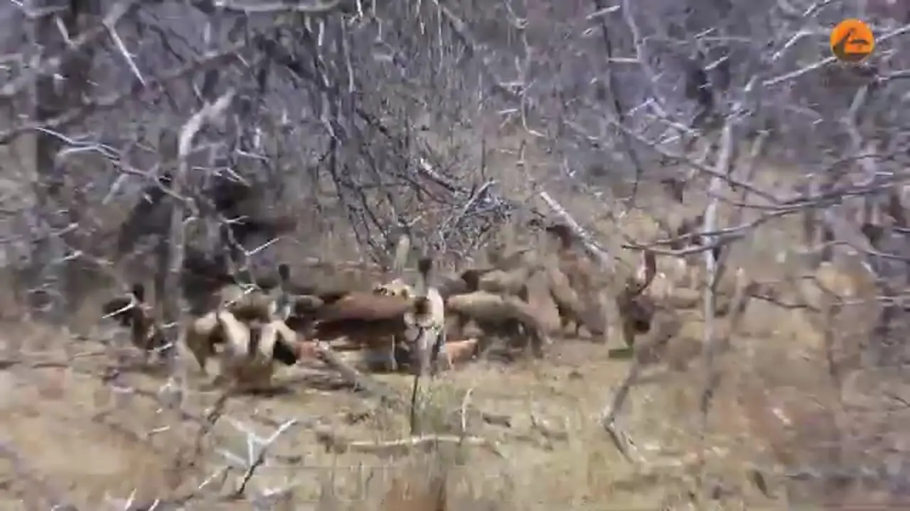 ببینید| درگیری عقاب، دو شیر نر و کرکس ها بر سر لاشه ایمپالا