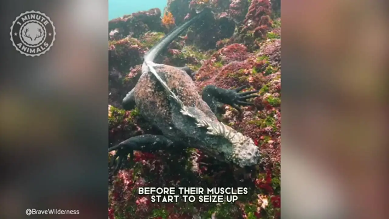 ببینید| ایگوانای دریایی؛ گودزیلای کوچک و دوست داشتنی اقیانوس ها!