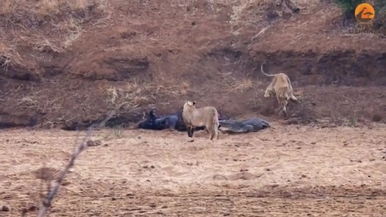 ببینید| تلاش تمساح شجاع برای دزدیدن لاشه بوفالو از دست شیرهای گرسنه!