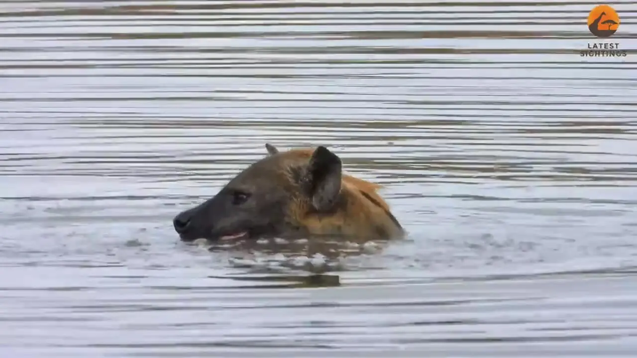 شنا و آب بازی جالب یک کفتار در یک آب‌بندان