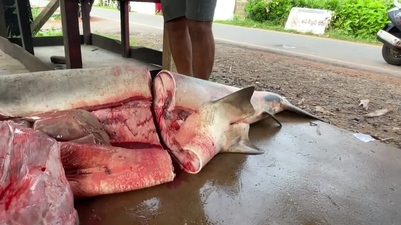 فرآیند صید کوسه گاوی 250 کیلوگرمی و برش زدن آن در سریلانکا