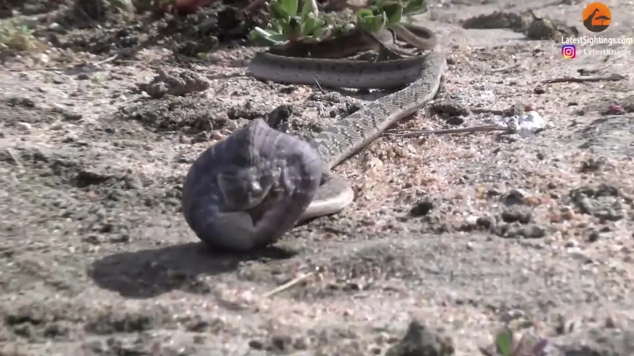 لحظه بلعیدن تخم بزرگ پرنده توسط یک مار!
