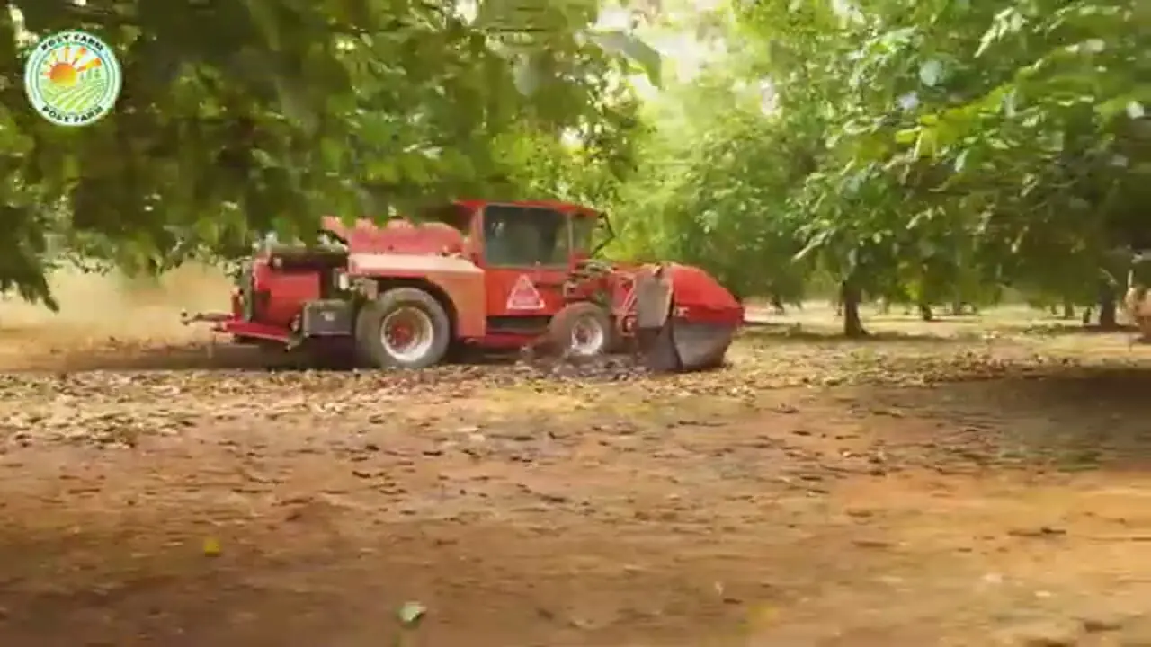 ببینید| چگونه هندی ها صدها تن بادام هندی را برداشت می کنند؟