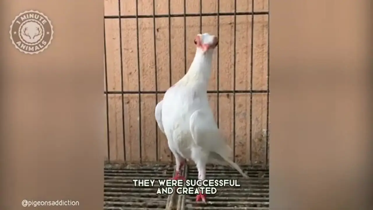 ببینید| کبوتر صورت کوتاه بوداست؛ کبوتری متفاوت شبیه موجودات فضایی