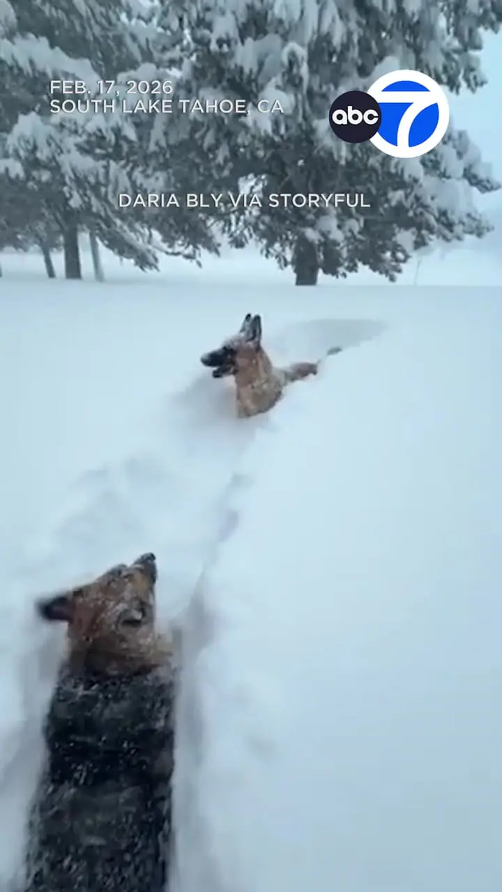 ببینید| شنای سگ‌‌ها در برف عمیق