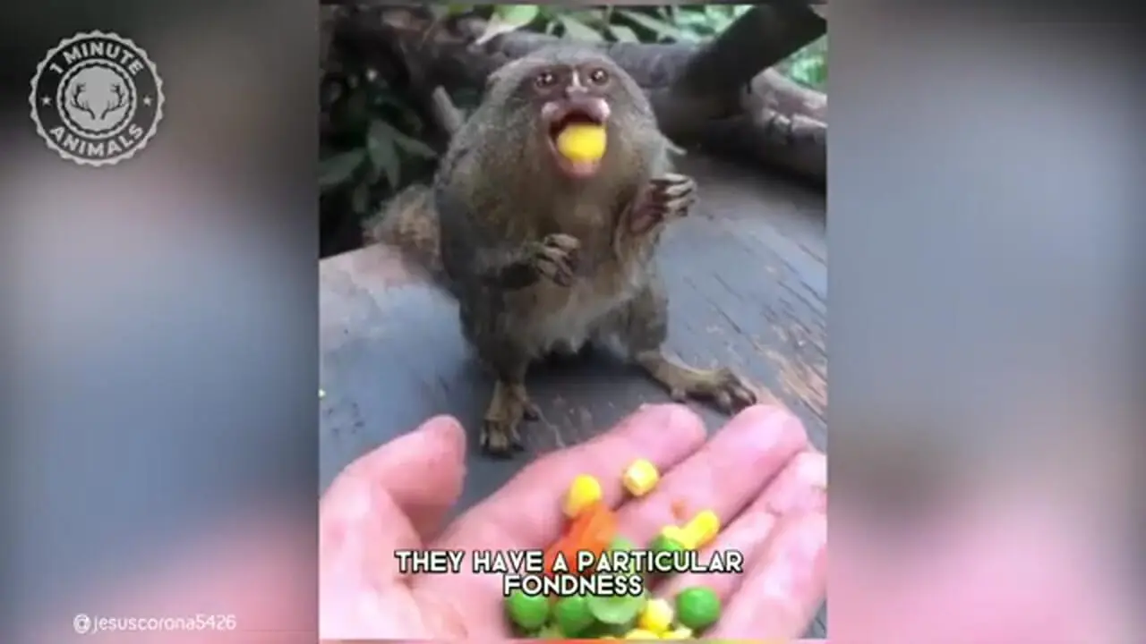 ببینید| میمون انگشتی؛ کوچک ترین میمون روی زمین